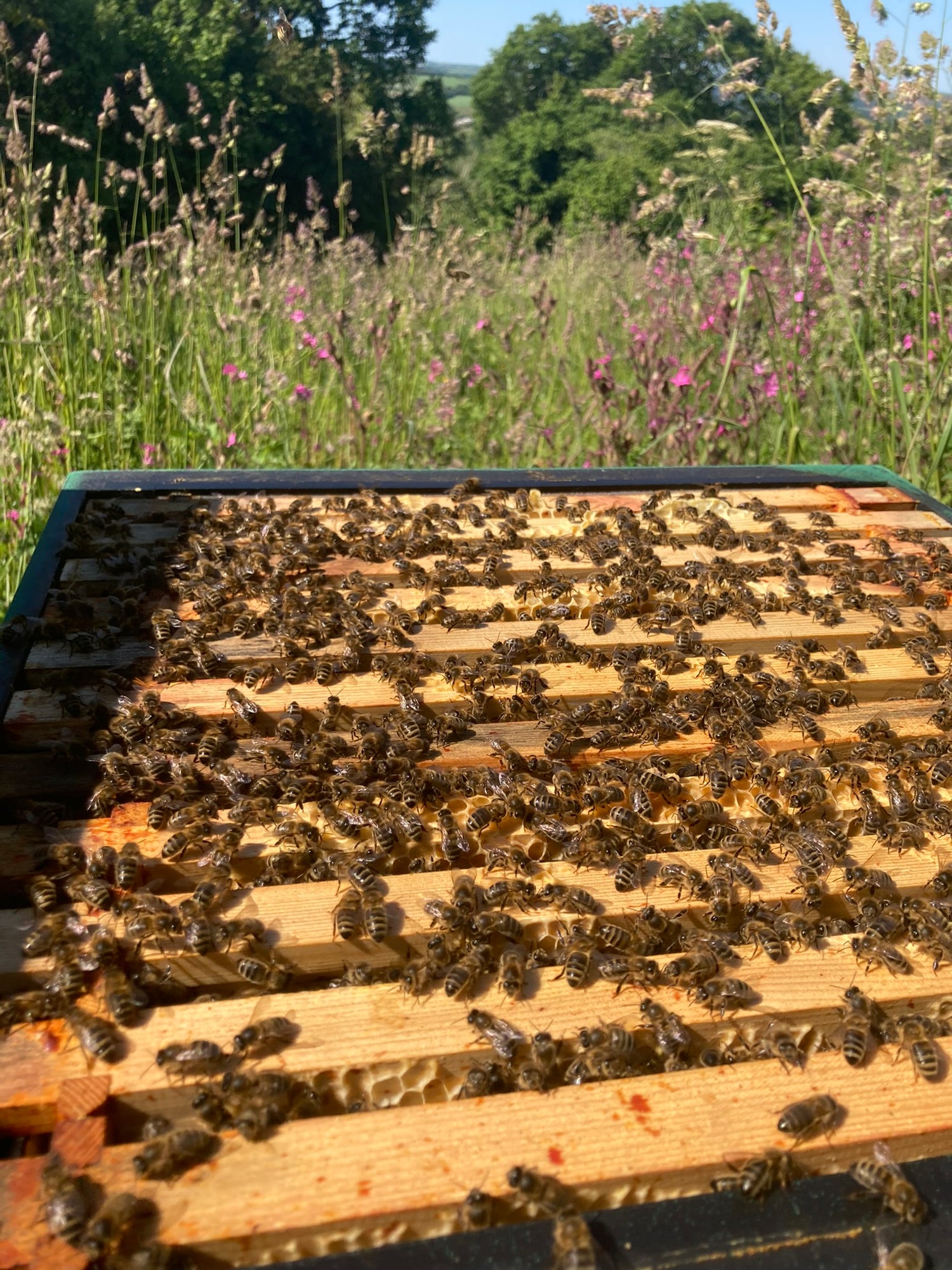 Honeybees in beehive 